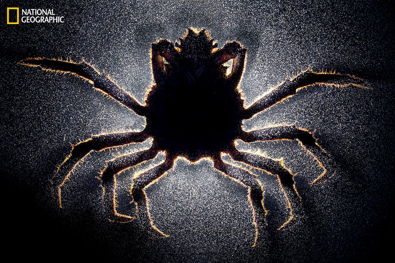 Illustration for article titled These parasite bugs can control their hosts' brains from inside